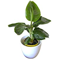 Planta de interior - Planta para la casa o la oficina - Musa Tropicana enana - Platanera - 30 cm de alto